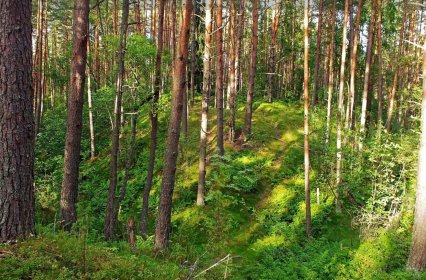Kuva 2. Linkanankaan skanssi