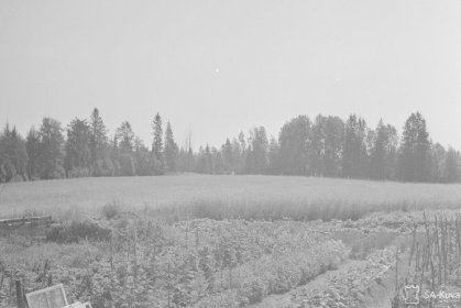 Iljalan tienristeys Pälkjärvi_03 Palaneiden kuusien kohdalla (kuvan keskellä) oli kellotapuli joka räjäytettiin kasapanoksella_SA-kuva heinäkuu 1943