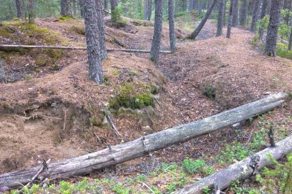 U-asema Nietjärvi_07 Taistelukaivantojen kuvioimaa harjulinjan lakea elokuussa 2014_Kuva E Naukkarinen