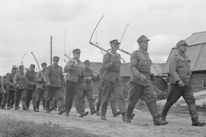 Kaukoijärvi_05 Kenttähevossairaalan miehet marssilla rukiinleikkuuseen Kaukoijärvellä elokuussa 1941_SA-kuva 9-8-1941