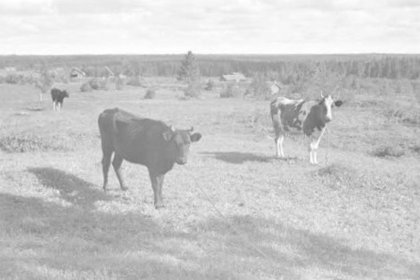 Kaskana_04 Lehmiä laitumella_SA-kuva 17-9-1941