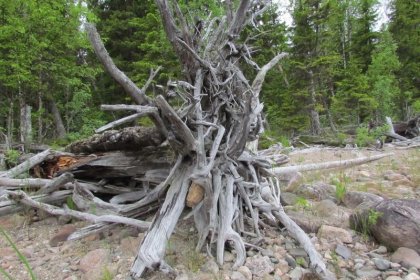 Kuusiniemen tukikohta Seesjärvi Aunus_02 Juurakko Seesjärven rannalla Kuusiniemen tukikohdan maastossa_Kuva E Naukkarinen heinäkuu 2017