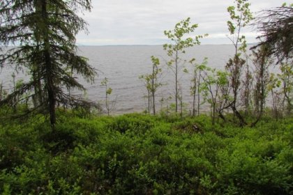 Kuusiniemen tukikohta Seesjärvi Aunus_05 Näkymä tukikohdan alueelta pohjoiseen Seesjärvelle heinäkuussa 2017_Kuva E Naukkarinen