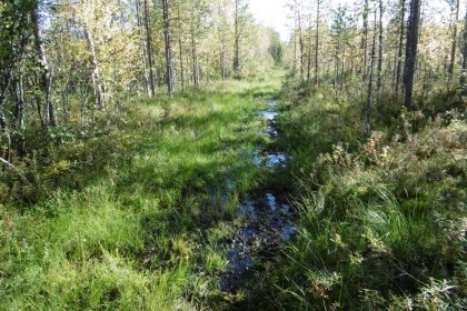 Kolhoosimäen seisake Viena_10 Polku kulkee kahden kapean suon yli_Kuva E Naukkarinen syyskuu 2017